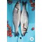 РИБНА ПРОДУКЦІЯ заморожена
